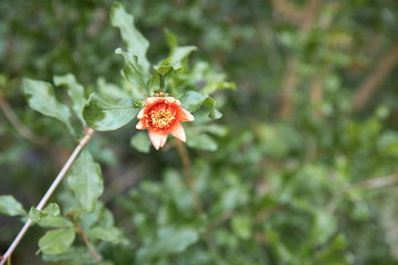 Closeup portrait of a pomegranate plant bloom.