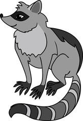 Gray raccoon on white background