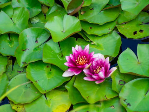 Beautiful waterlily or lotus flower