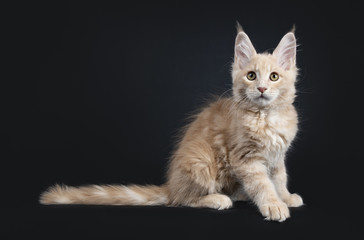 Funny fluffy creme Maine Coon cat kitten sitting side ways with long tail isolated on black background looking at camera