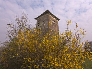 blühende Forsythien verdecken fast einen alten Turm
