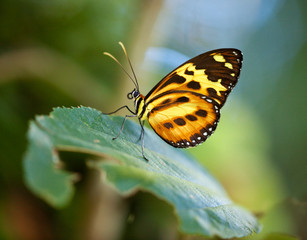 Fototapeta na wymiar Brazilian orange butterfly sitting on green leaf