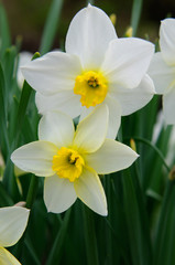 Flowerbed with blooming Narcissus