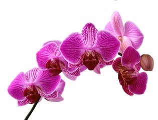 Fototapeta na wymiar orchid Phalaenopsis close up