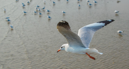 Seagulls are flying at the sea.