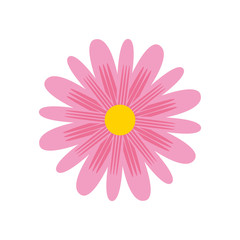 delicate flower nature bloom image vector illustration