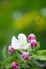 Blossoming apple tree branch in an orchard