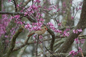 A female cardinal surrounded by the beautiful blooms of a redbud tree with a bokeh background.