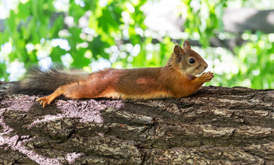 Squirrel in the forest. Close-up.