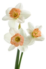 Obraz na płótnie Canvas posy of daffodils close up