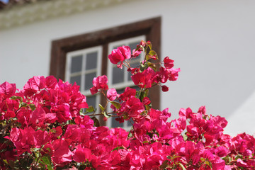 blooming red bougainvillea in front of Spanish house