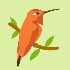 bird  red hummingbird vector illustration flat style