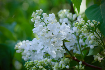 White Lilac flowers. Beautiful floral background with vintage filter effect.