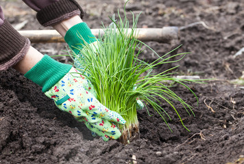 woman's hands planting chives in garden in early spring - healthy lifestyle - gardening - obrazy, fototapety, plakaty