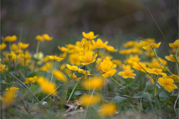 Sumpfdotterblume beim Blühen
