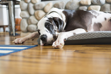 Dog sleeping on bed on hardwood bamboo floors next to fireplace