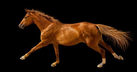Fototapeta na wymiar Isolate of the chectnut young horse cantering on the black background.