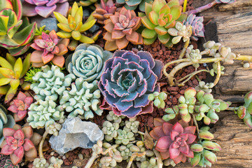  Miniature succulent plants in garden