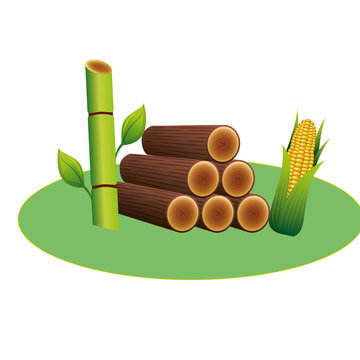 wooden trunks with sugar cane and corn vector illustration design