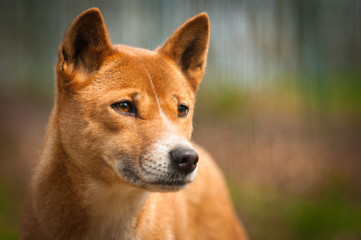 Close portrait of dingo, a dog from new guinea. Singing dog!s portrait. Orange australian....