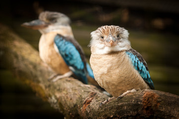 Kingfisher, dacelo leachii, kookaburra. Australia. Big Australian Kingfishers sitting on a branch....