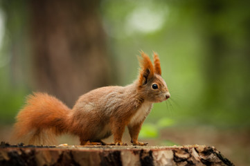 Red squirrel, Sciurus vulgaris,  Cute arboreal, omnivorous rodent with long tail, climbing in the tree. Adorable curious orange mammal on a branch.Portrait of eurasian squirrel in natural environment.