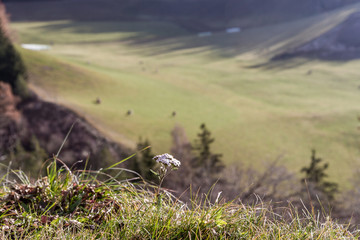 Typical South Tyrolean Landscape, With Grazing Cows In A Green Meadow And White Flower In The Foreground