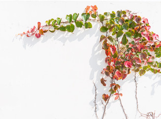 ivy leaves isolated on a white background