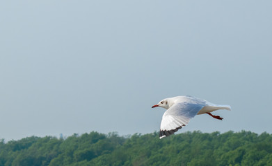 Seagulls are flying at the sea.