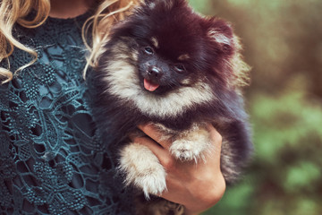 Close-up image of a cute spitz puppy that the girl keeps.
