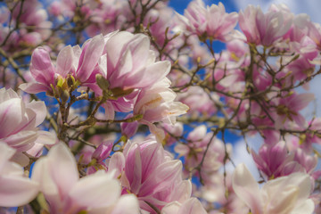 Magnolien Blüten im Frühling