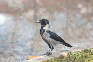 A raven among the grass and rain puddle.