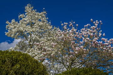 Magnolien Baum und Apfelbaum im Frühling 