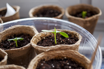 Image of peat pots with seedlings