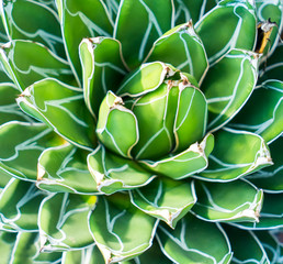 agave plant leaves