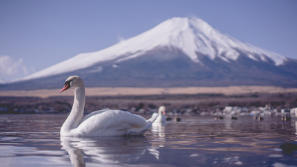 Swan Lake And Mount Fuji