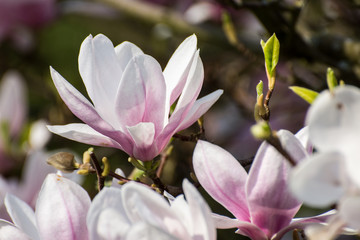 Fototapeta premium Magnolienblüte