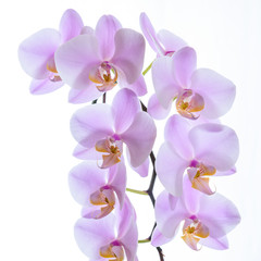 Phalaenopsis Orchidee