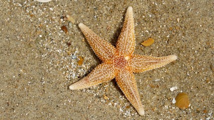 Seestern am Strand der Nordsee