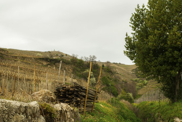 Pile de Bois dans la Campagne.