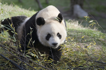 Oso panda caminando entre hojas de bambu