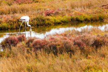 White flamingo in brown field drinking water