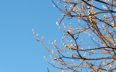 Spring sunny day, easter. Blooming willow, salix cinerea flowers on azure sky background. Palm Sunday. Awakening of a new life. Inflorescences, flowering period. Space for text