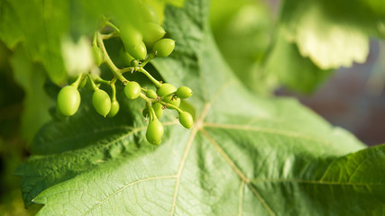 Young bud on the vine green early ovary grapes © irena_geo