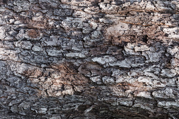 Texture of bark of an apple tree for backgrounds.