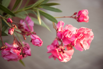 Pink blooming oleander flowers on gray background. Selective focus
