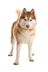 Stehender Sibirian Husky isoliert auf weißem Hintergrund