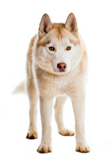 Sibirian Husky isoliert auf weißem Hintergrund