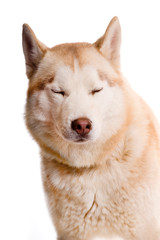 Sibirian Husky mit geschlossenen Augen isoliert auf weißem Hintergrund