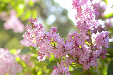 Close-up shot of beautiful Lilac flowers. Purple spring flowers. Floral seasonal background.